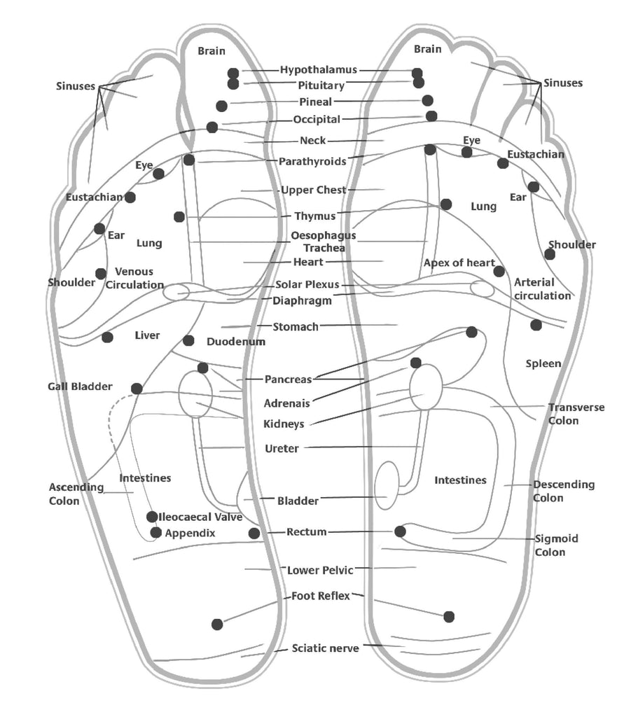 Foot Reflexology Map